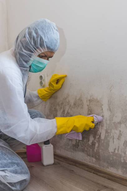  Mount Dora, FL Mold Removal Pros