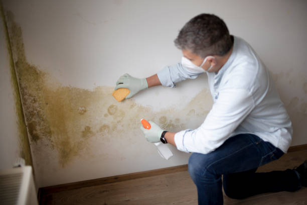 Best Environmental Consulting for Mold Prevention  in Mount Dora, FL