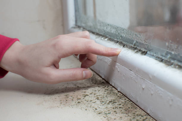 Best Mold Documentation for Insurance Claims  in Mount Dora, FL