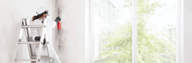 Mold Documentation for Insurance Claims in Mount Dora, FL
