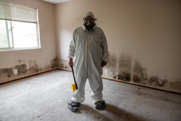 Reliable Mount Dora, FL Mold Removal Solutions